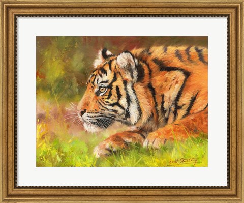 Framed Tiger Study 10 Print