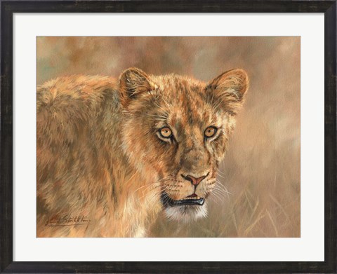 Framed Hungry Lioness Print