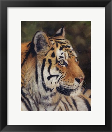 Framed Tiger Portrait 7 Print