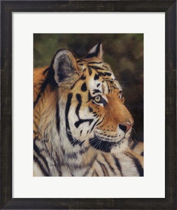 Framed Tiger Portrait 7 Print