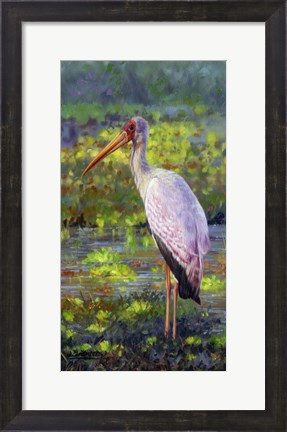 Framed Yellow Billed Stork Print