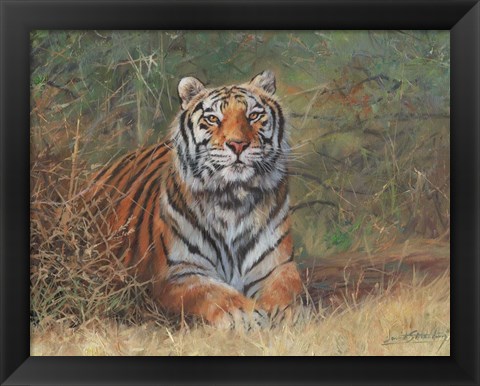 Framed Tiger In Bush Print
