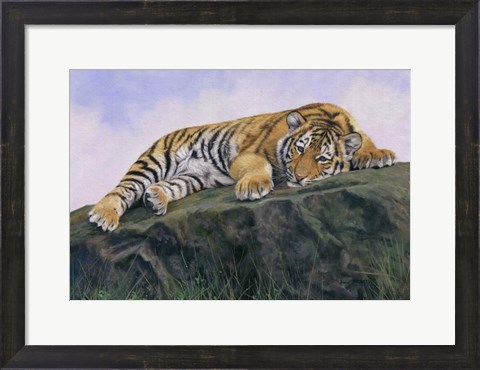 Framed Young Tiger Rock Print