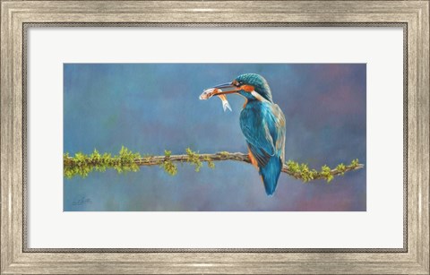 Framed Kingfisher 3 Print