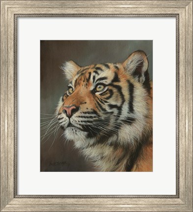 Framed Young Sumatran Tiger Portrait Print