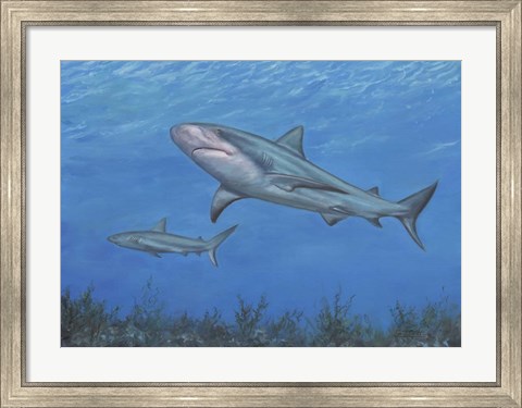 Framed Reef Shark Print