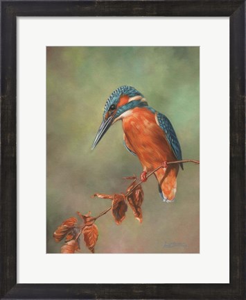 Framed Kingfisher Perched Print