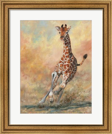 Framed Young Giraffe Running Print