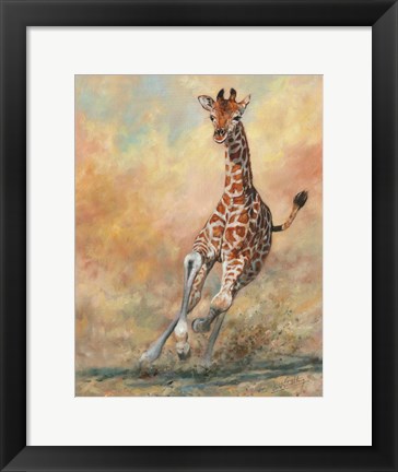 Framed Young Giraffe Running Print