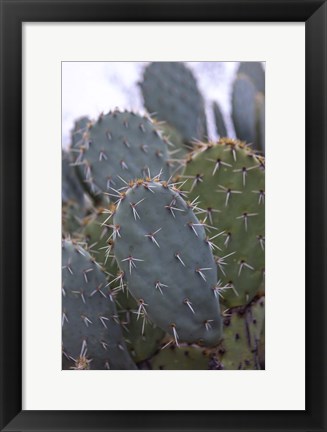 Framed Arizona Cactus Print