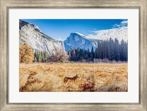 Framed Wild Coyote Print