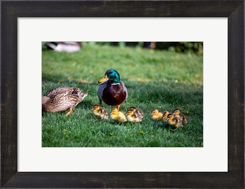 Framed Family of Ducks Print
