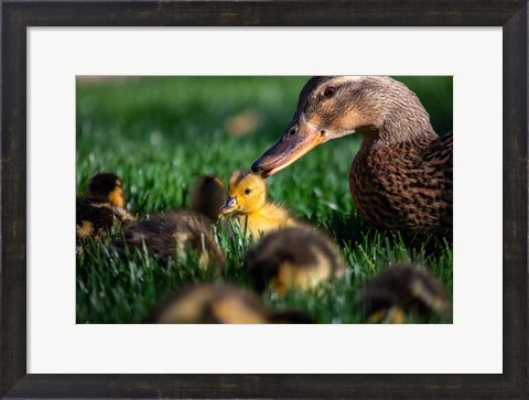 Framed Momma Duck Print