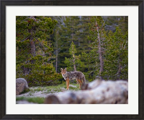 Framed Yosemite Wildlife Print
