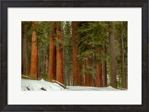 Framed Forest Print