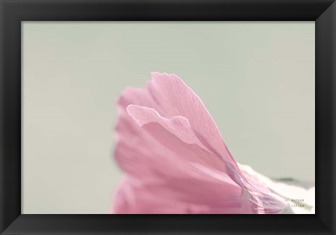 Framed Hollyhock Edge Print