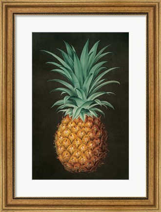 Framed Vintage Pineapple II Print