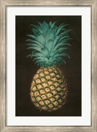 Framed Vintage Pineapple I Print