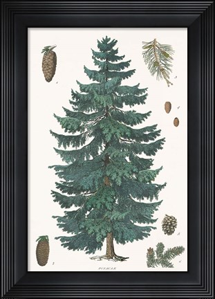 Framed Evergreen Botanical Chart Print