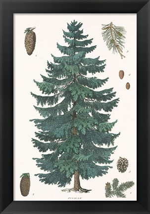 Framed Evergreen Botanical Chart Print