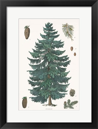 Framed Evergreen Botanical Chart Print