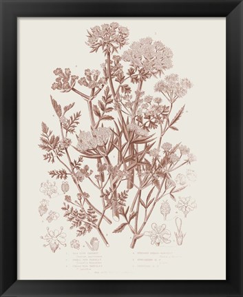 Framed Flowering Plants IV Brown Print