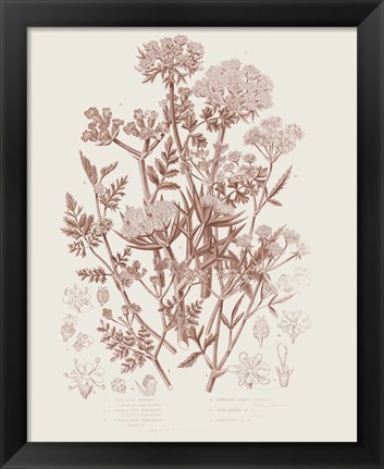 Framed Flowering Plants IV Brown Print