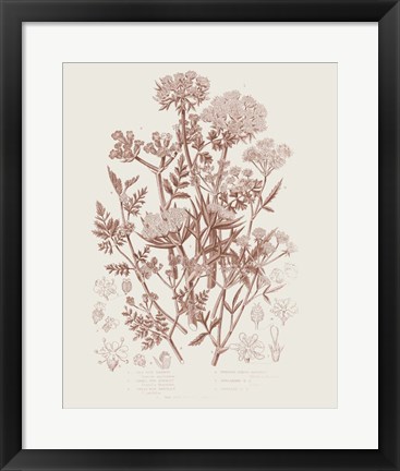 Framed Flowering Plants IV Brown Print