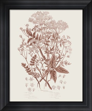 Framed Flowering Plants I Brown Print