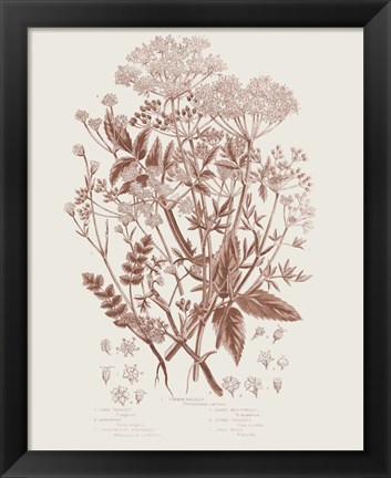 Framed Flowering Plants I Brown Print