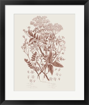 Framed Flowering Plants I Brown Print