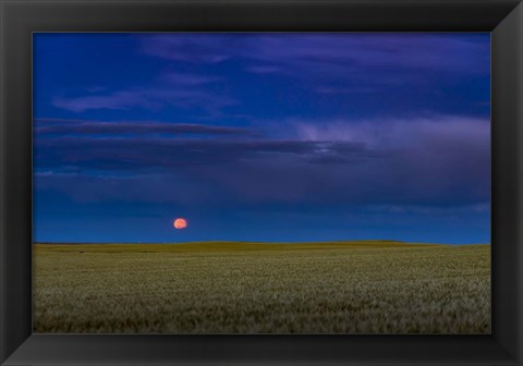 Framed Harvest Moon Rising, Alberta, Canada Print