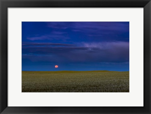 Framed Harvest Moon Rising, Alberta, Canada Print