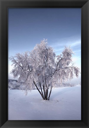 Framed Snow Covered Tree in the Yukon River, Canada Print