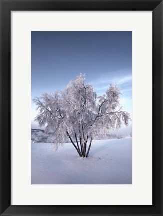 Framed Snow Covered Tree in the Yukon River, Canada Print