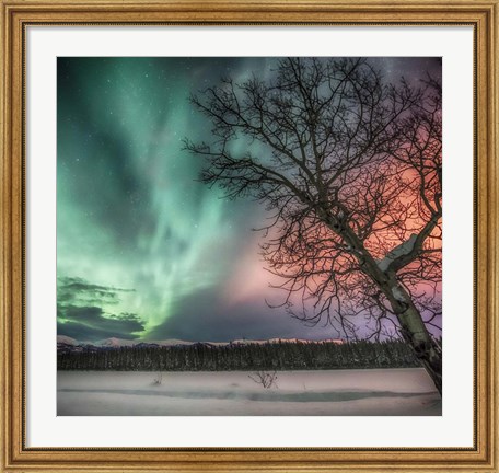Framed Northern Lights and Bare Tree, Yukon River, Yukon, Canada Print
