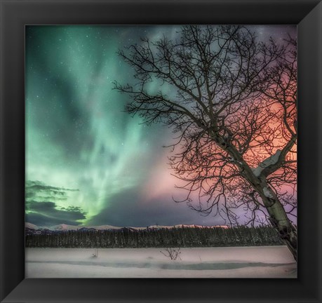 Framed Northern Lights and Bare Tree, Yukon River, Yukon, Canada Print