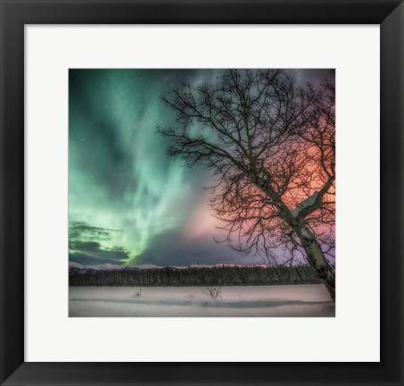 Framed Northern Lights and Bare Tree, Yukon River, Yukon, Canada Print