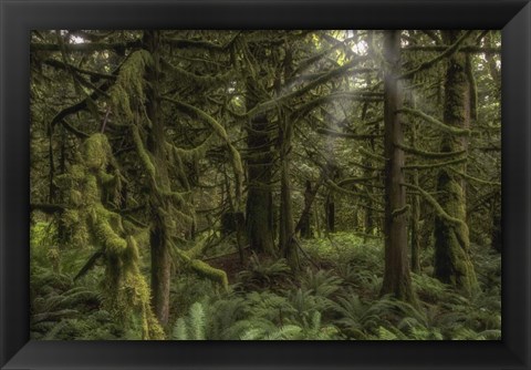 Framed Forest in British Columbia, Canada Print