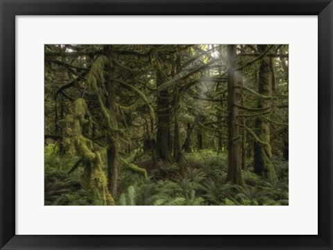 Framed Forest in British Columbia, Canada Print