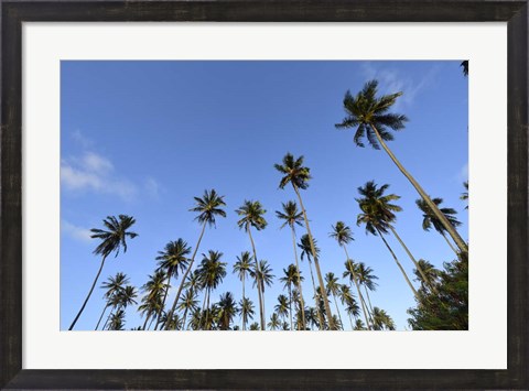 Framed Low Angle View Of a Group Of Palm Trees in Kauai, Hawaii Print