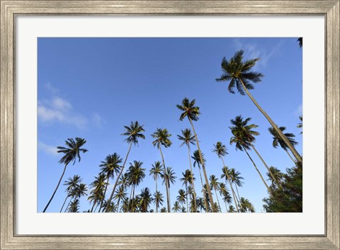 Framed Low Angle View Of a Group Of Palm Trees in Kauai, Hawaii Print