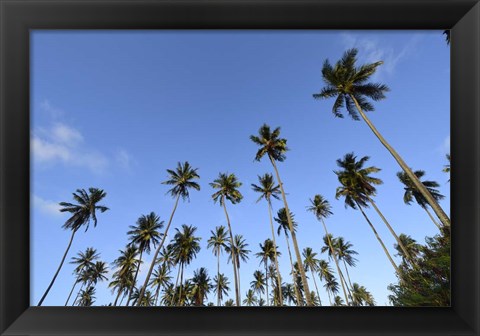 Framed Low Angle View Of a Group Of Palm Trees in Kauai, Hawaii Print