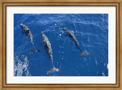 Framed Group Of Spinner Dolphins Print