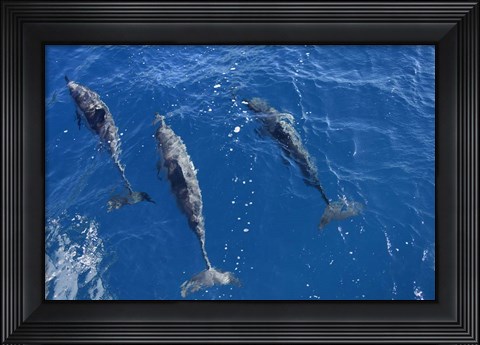 Framed Group Of Spinner Dolphins Print