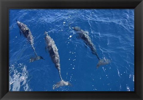 Framed Group Of Spinner Dolphins Print