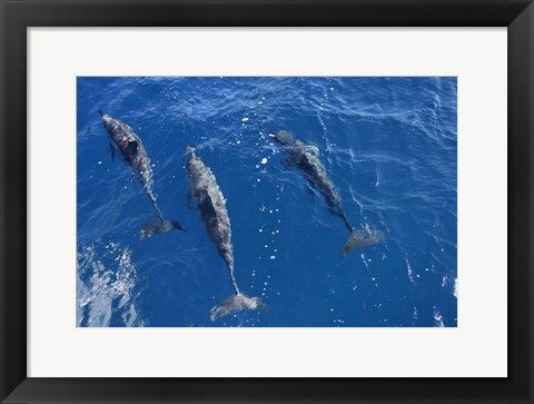 Framed Group Of Spinner Dolphins Print