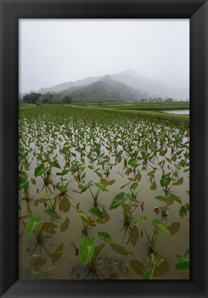 Framed Taro Field in Hanalei National Wildlife Refuge Print