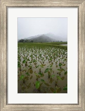 Framed Taro Field in Hanalei National Wildlife Refuge Print