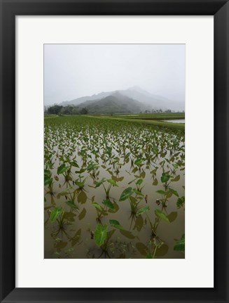 Framed Taro Field in Hanalei National Wildlife Refuge Print